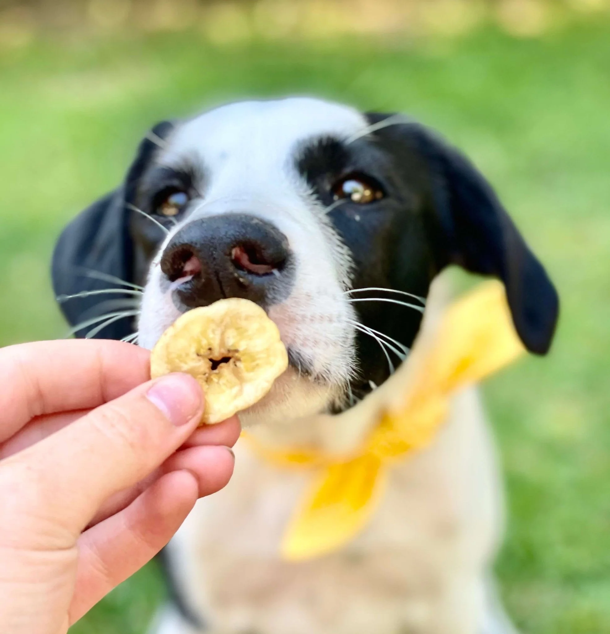 Banana Chips - Image 4